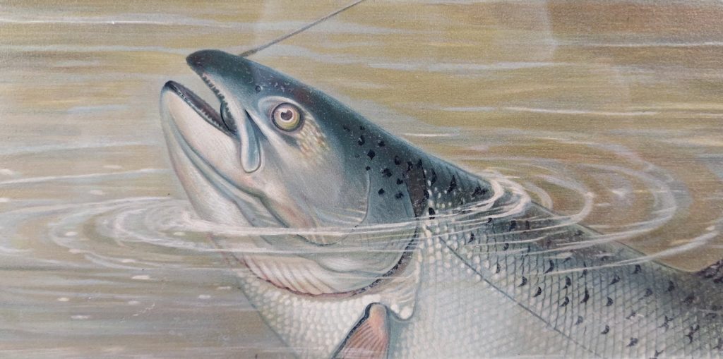 Samuel A. Kilbourne Chromolithograph California Salmon Fish By Scribner 