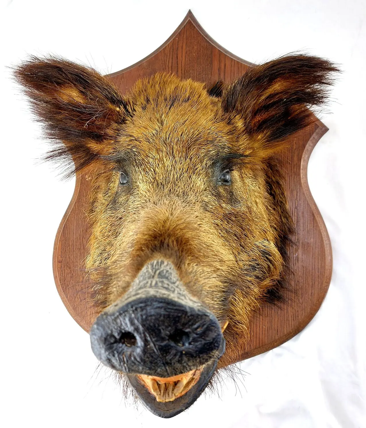 Mounted Wild Boar’s Head Trophy, Taxidermy on Oak Plaque (1)