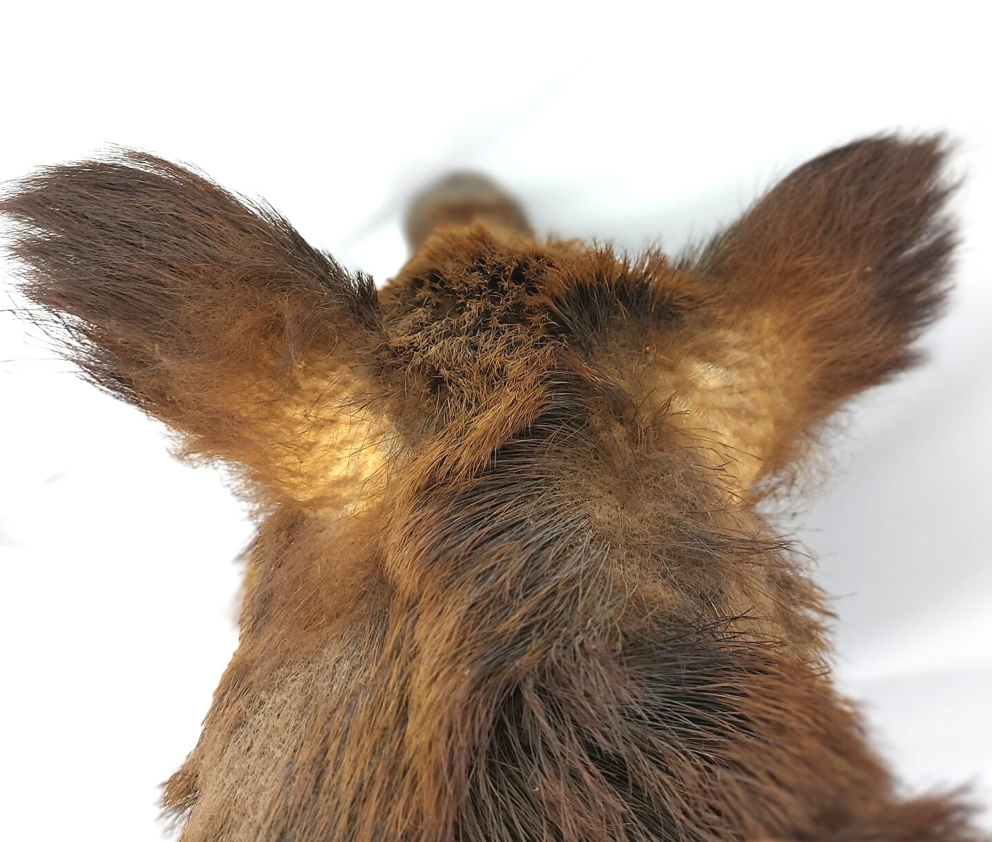Mounted Wild Boar’s Head Trophy, Taxidermy on Oak Plaque (11)