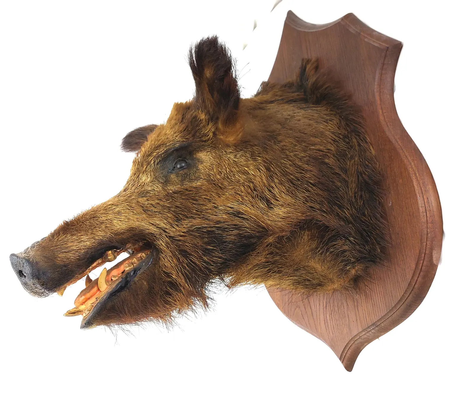 Mounted Wild Boar’s Head Trophy, Taxidermy on Oak Plaque (3)