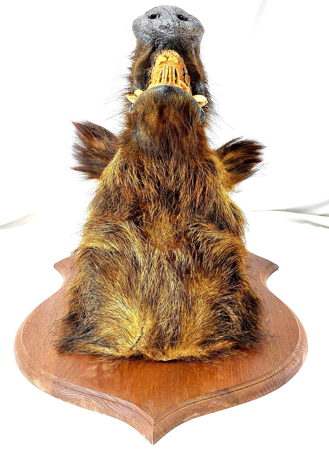 Mounted Wild Boar’s Head Trophy, Taxidermy on Oak Plaque (4)