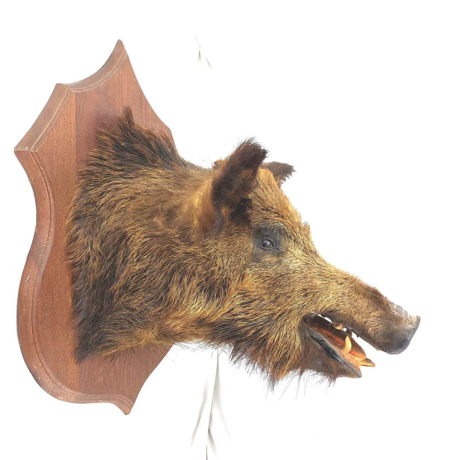 Mounted Wild Boar’s Head Trophy, Taxidermy on Oak Plaque (5)
