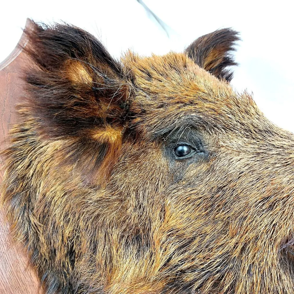Mounted Wild Boar’s Head Trophy, Taxidermy on Oak Plaque (6)