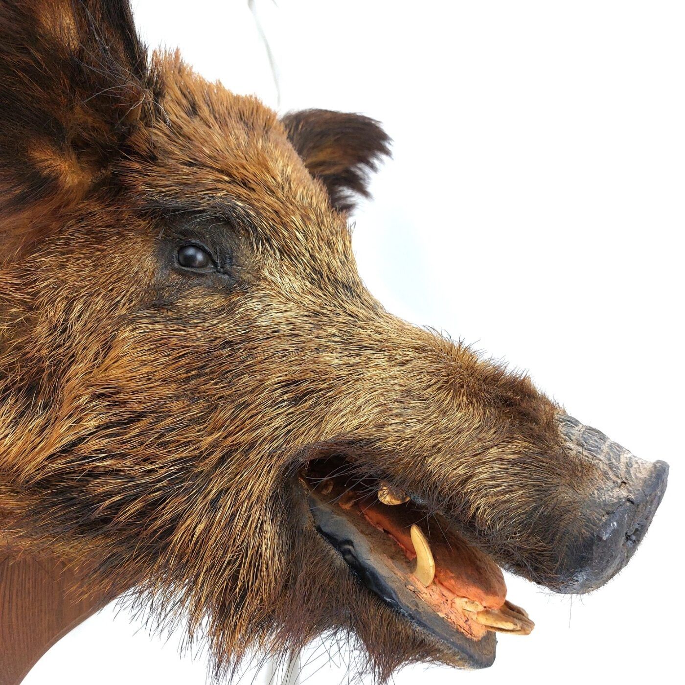 Mounted Wild Boar’s Head Trophy, Taxidermy on Oak Plaque (7)