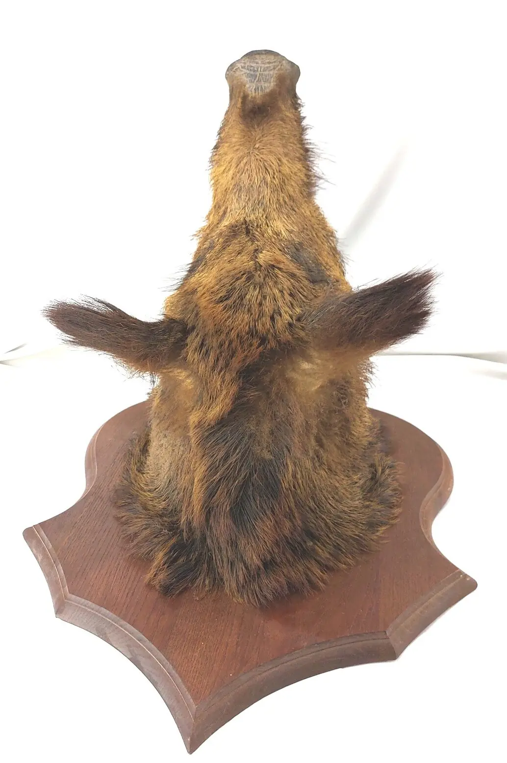 Mounted Wild Boar’s Head Trophy, Taxidermy on Oak Plaque (8)