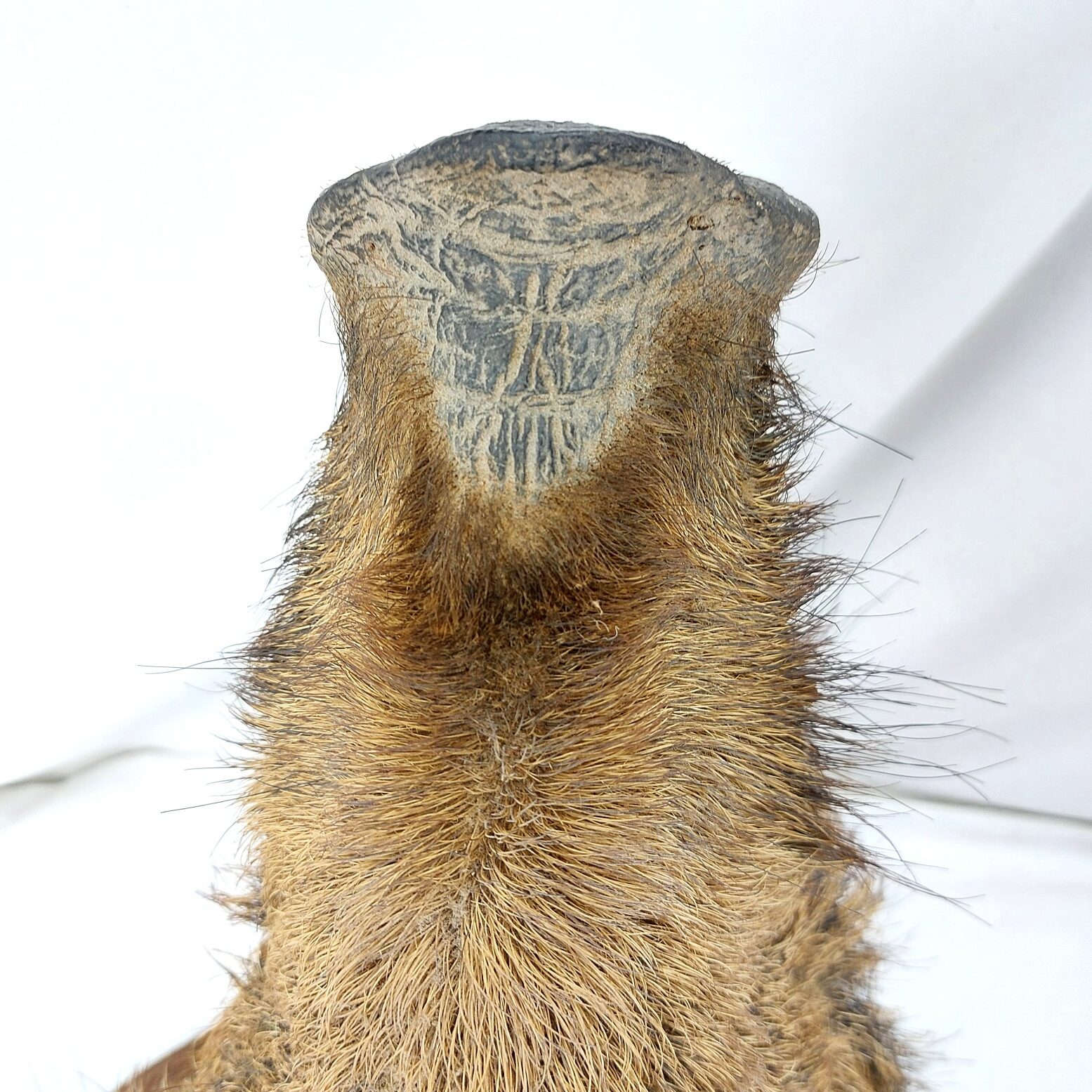 Mounted Wild Boar’s Head Trophy, Taxidermy on Oak Plaque (9)