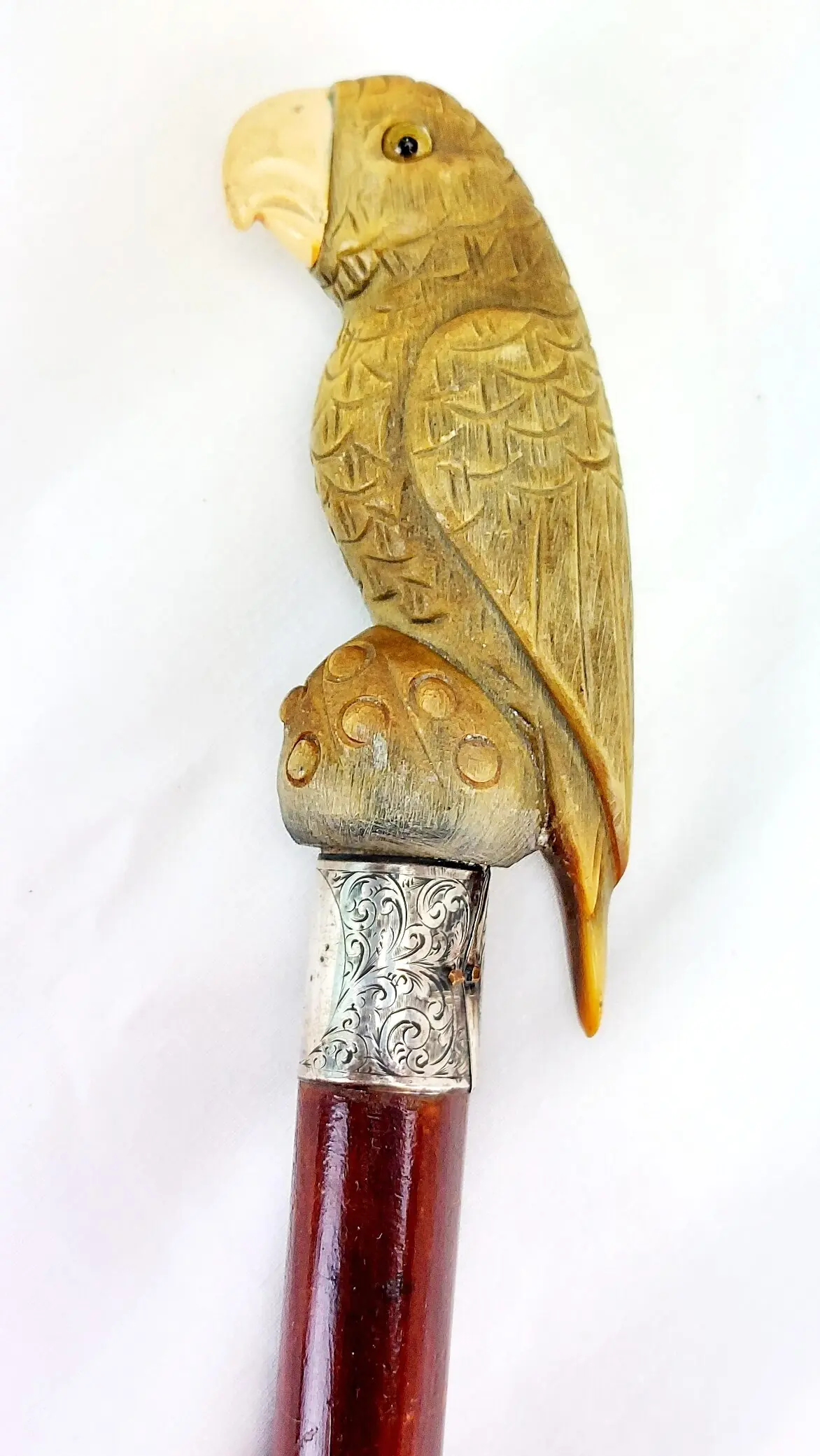 British, 1893, Walking Stick with Parrot Handle, Hallmarked Silver Collar (1)