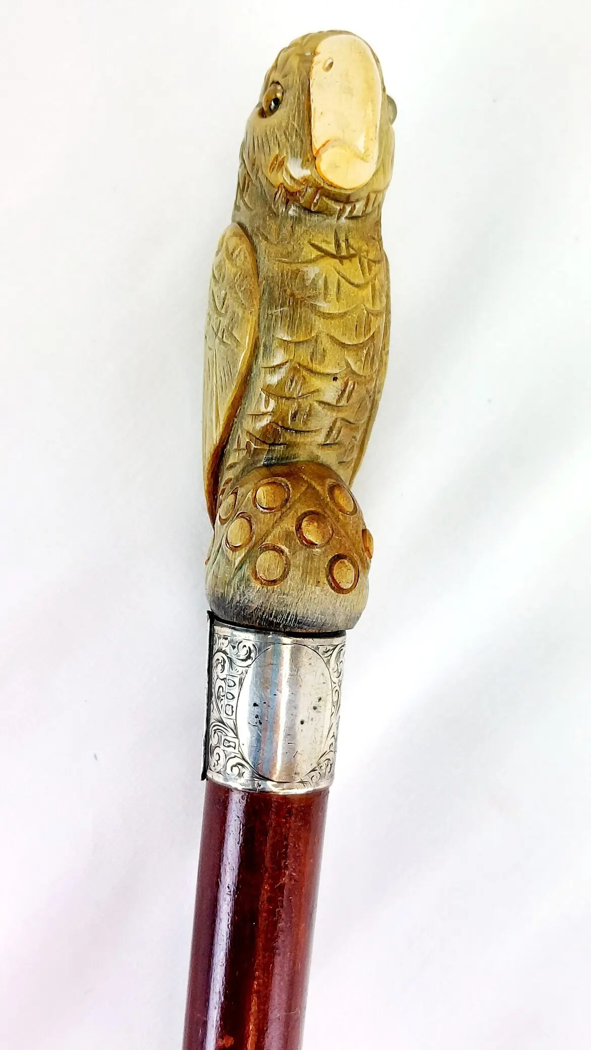British, 1893, Walking Stick with Parrot Handle, Hallmarked Silver Collar (2)